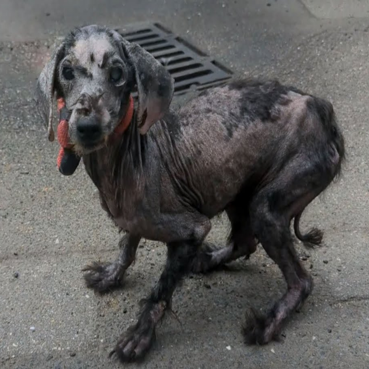 Bred to Breed, Then Thrown Away: Rescued Dogs Find Love in Old Age