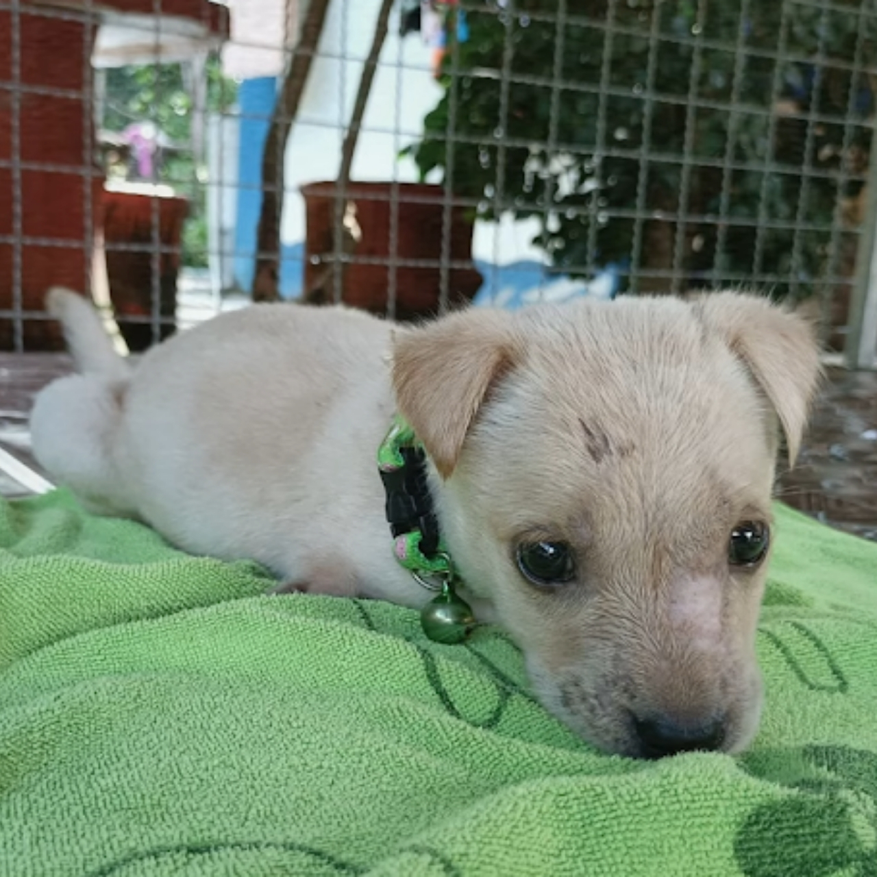 Born with No Front Legs, Abandoned Puppy Finds Love and a New Chance at Life
