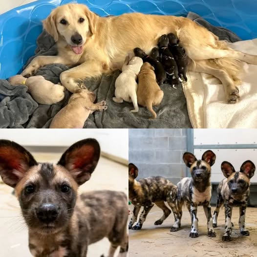The Potawatomi Zoo in Indiana is looking after a trio of pups. Not just any pups, they are called African painted dogs and are an endangered species.