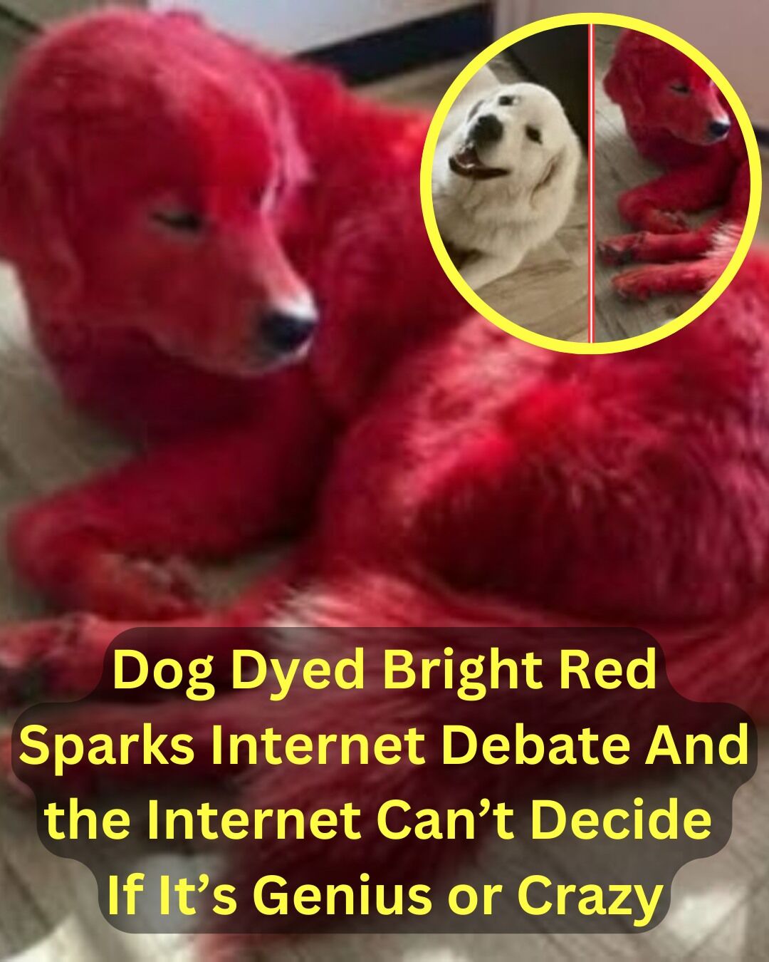 Dog Dyed Bright Red Sparks Internet Debate And the Internet Can’t Decide If It’s Genius or Crazy