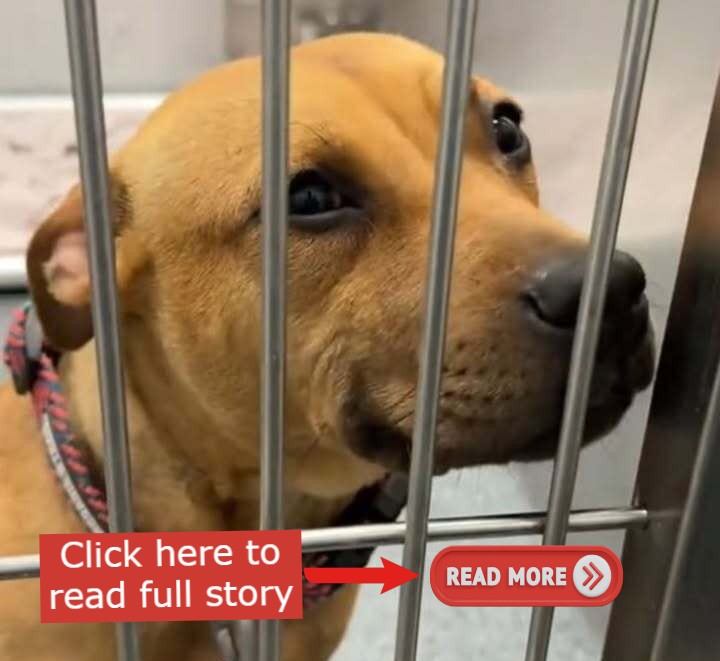Overlooked Shelter Pup Showers Everyone With Smiles, Hoping To Find Her Forever Family