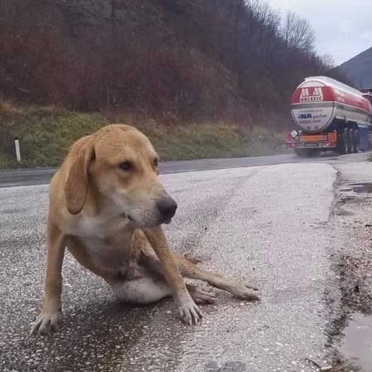 Against All Odds: Maddox’s Fight for a Second Chance