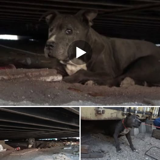 An elderly pit bull spent nine years under a dumpster begging police to return her to her owner.