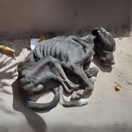 No food, no shelter, no one to help—yet this brave soul waited through it all.