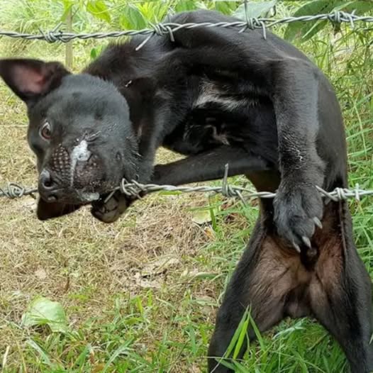 Trapped and in pain, yet this brave dog calmly cried out for help, trusting humans would come.