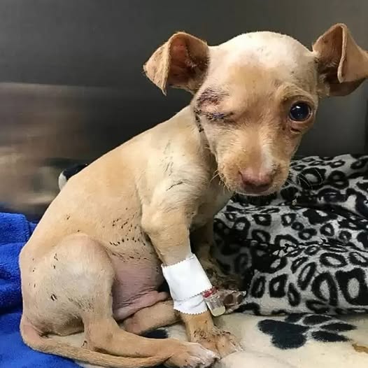 Dumped in a Trash Bag and Left for Dead, This Chihuahua Puppy Learns What Love Feels Like