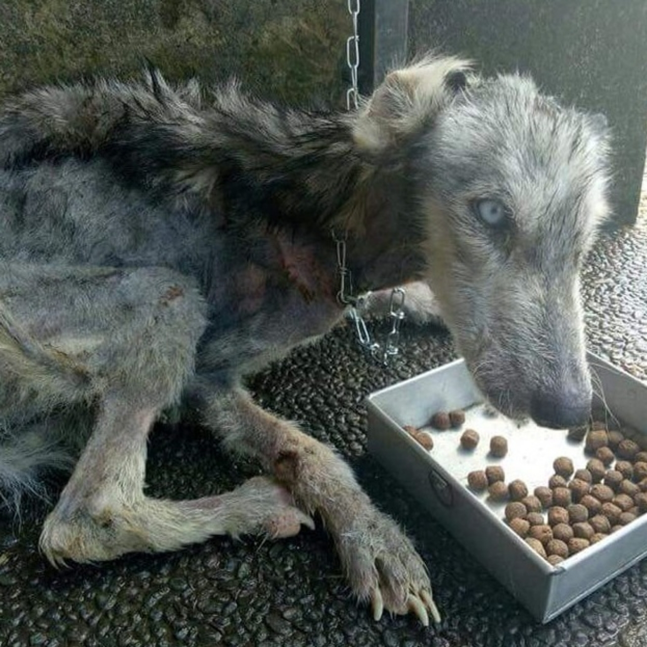 Starving Husky Left to Die Becomes a Stunning Companion Thanks to One Man’s Kindness