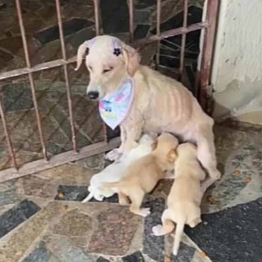 From a Cemetery to Safety: A Mother’s Heartfelt Rescue of a Dog and Her Puppies