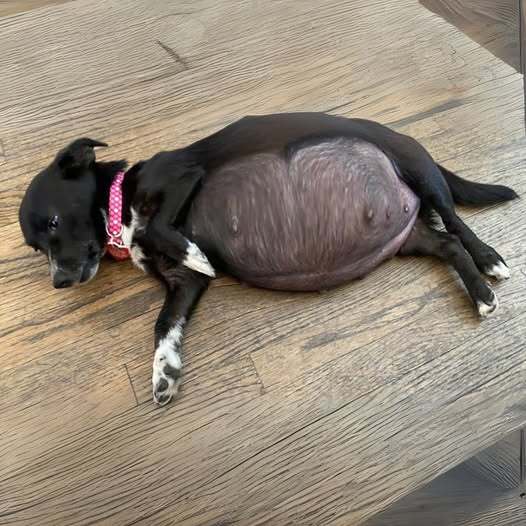 Helping Pregnant Mama Dog Give Birth Cute Puppies