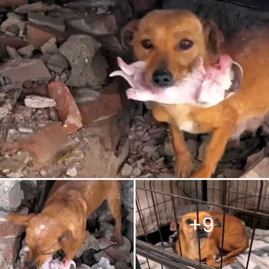 With her eyes full of pleading, the little dog begged for help to save her babies from the freezing cold.