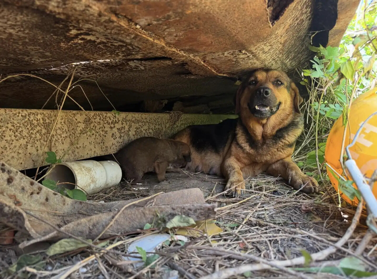 ‘Little Beaten Path’ In Grass Leads Rescuer To A Surprise Family’s Hiding Spot
