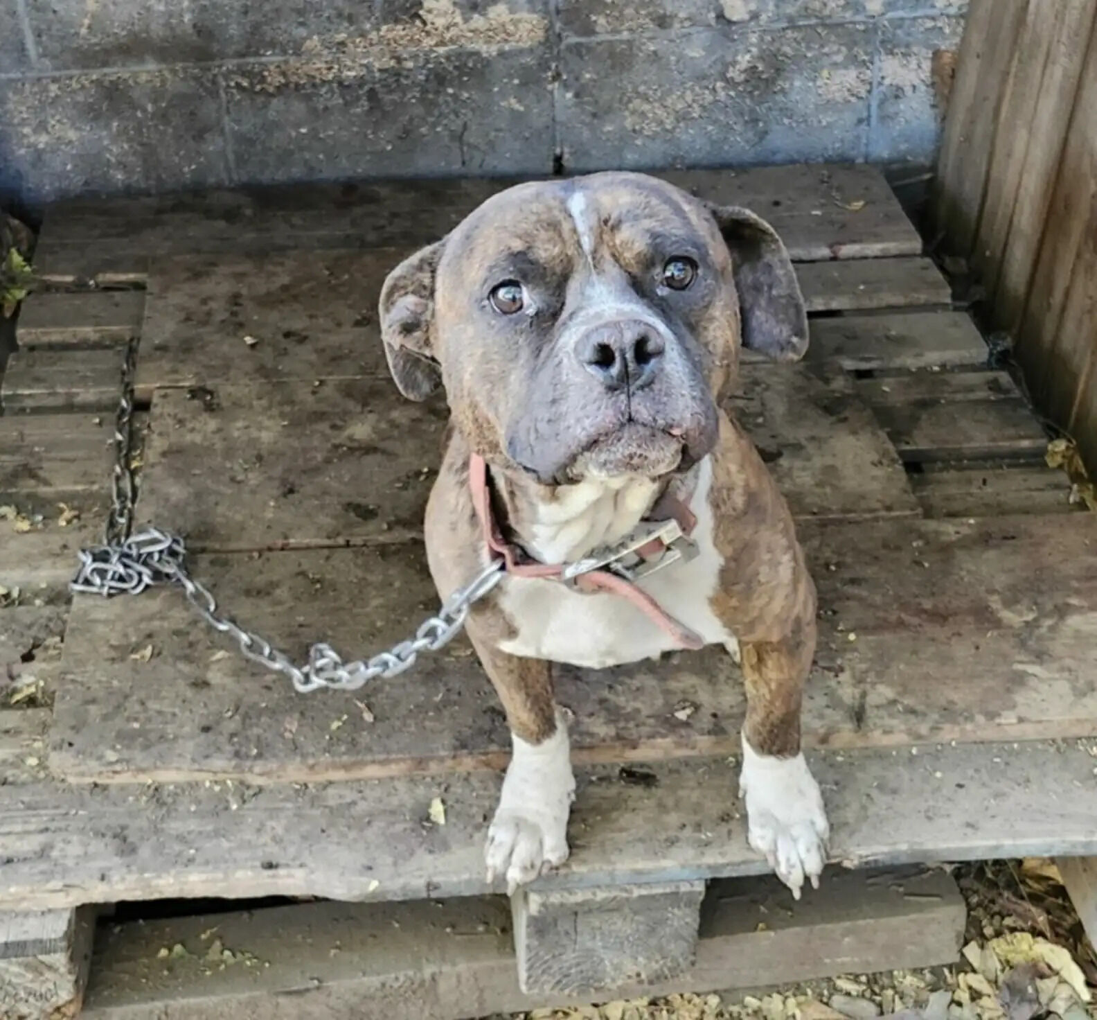 Forgotten Dog Chained To Dilapidated Shelter Waits Months For A Miracle