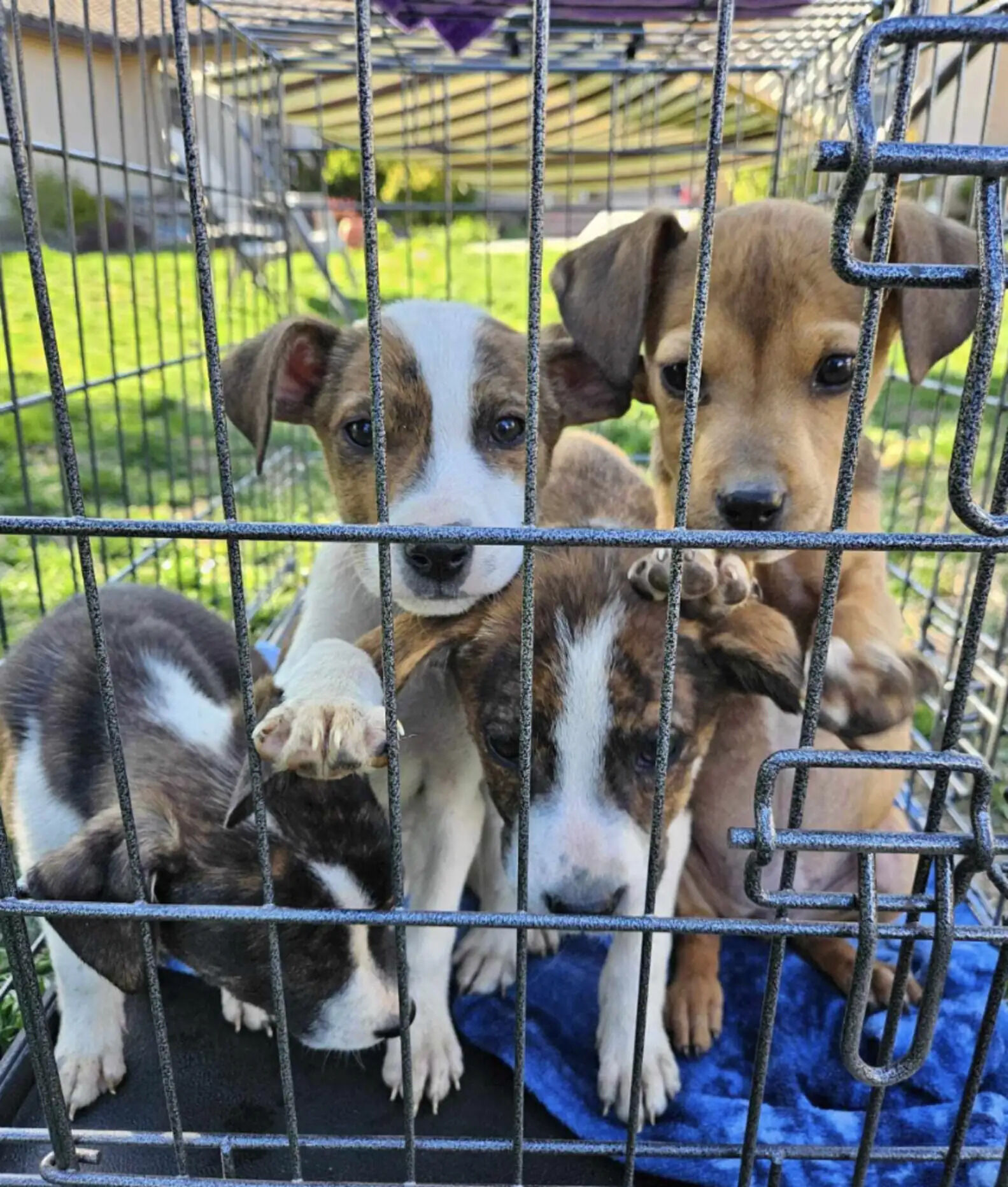 Puppies Dumped In Box On Mountain Trail Never Lost Hope That Help Would Come