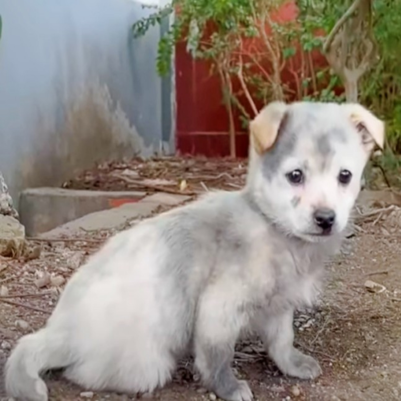 Limping Puppy Asked for Food—What He Got Changed His Life