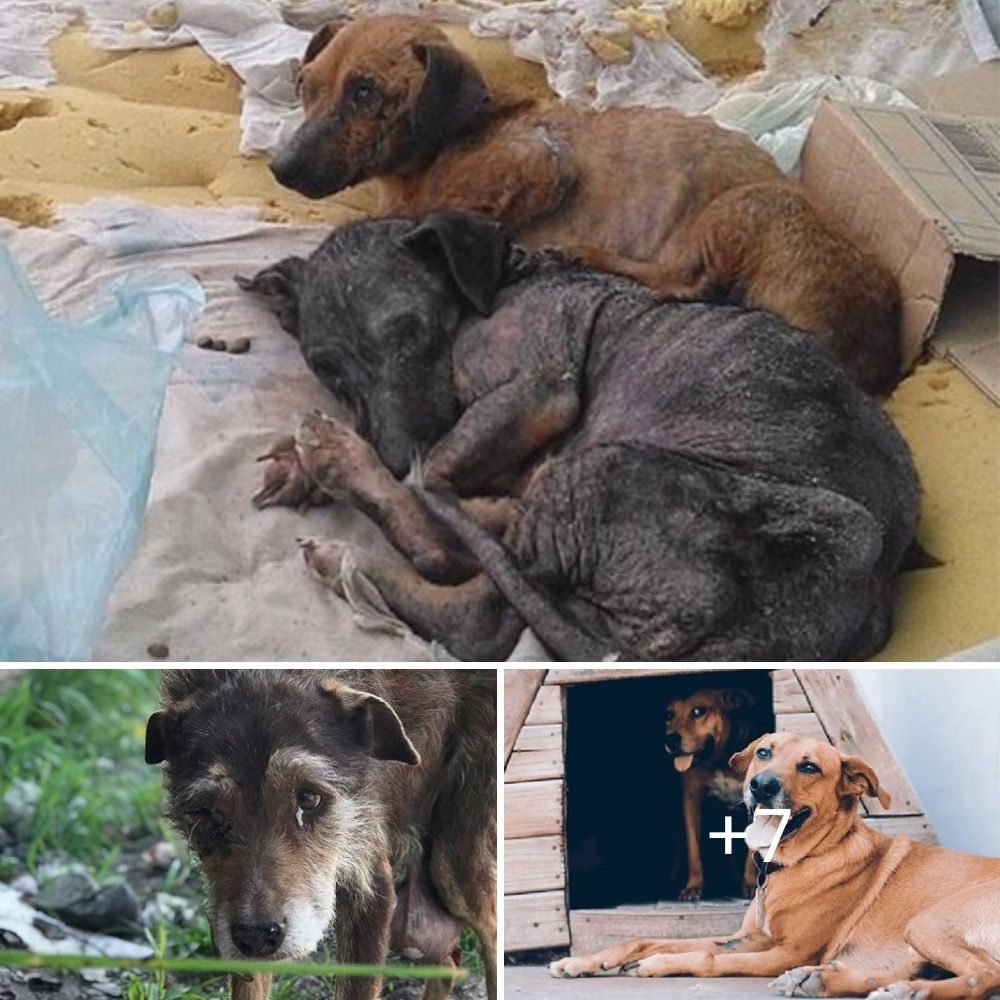 Two dogs lying very weak on an old, torn mattress were saved from a fatal fate.