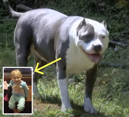 Toddler Missing for Days—Man Opens Door to Discover Pit Bull Was Protecting Her