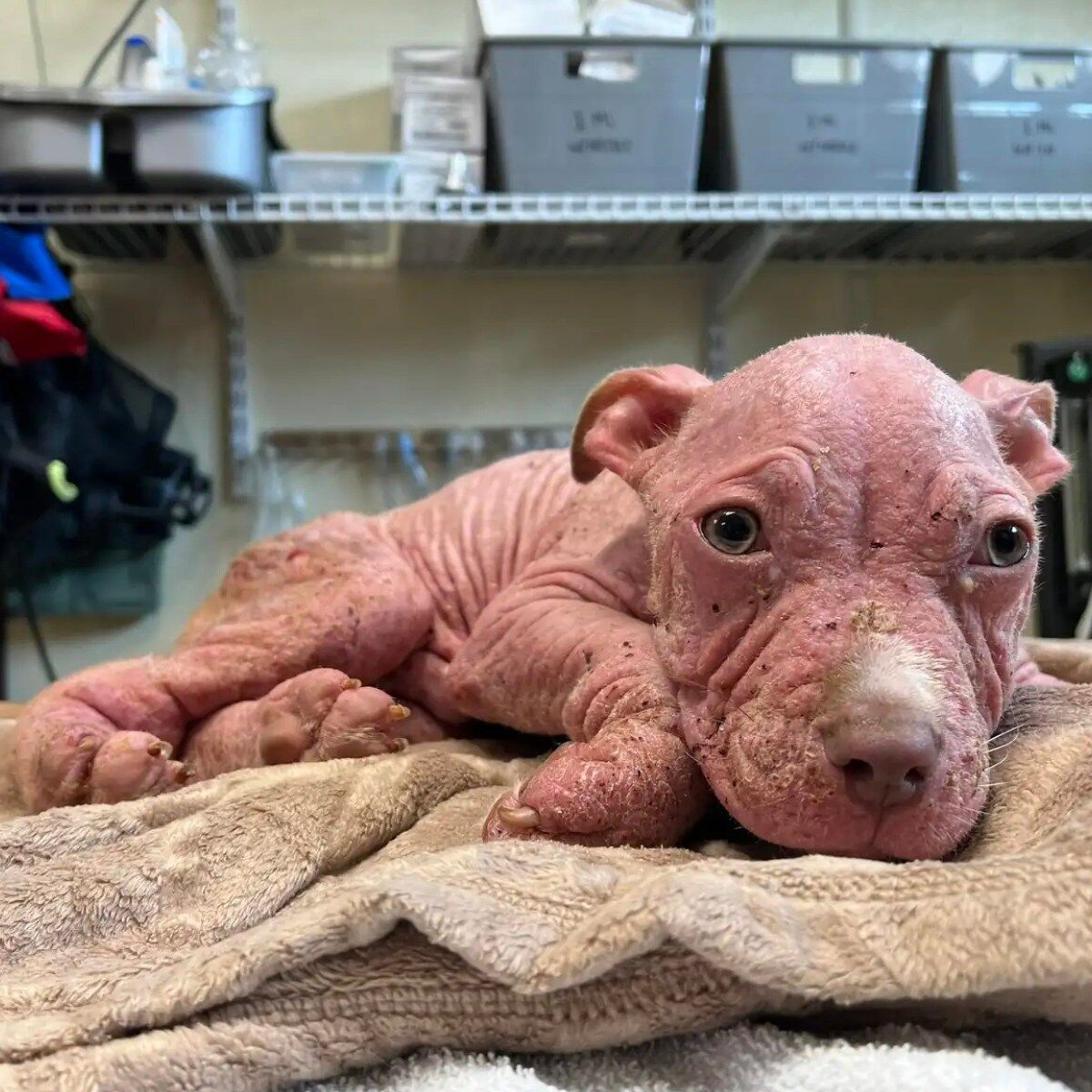 Vet Team Refuses To Give Up On Sick Puppy Who Looks Like A ‘Little Piglet’