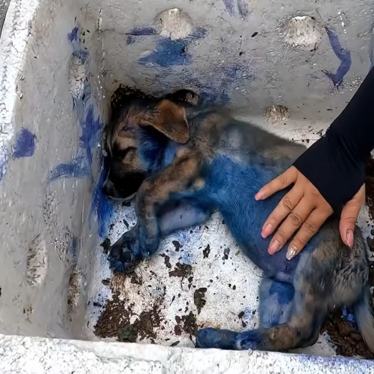 From Garbage to Grace: The Emotional Rescue of a Sick, Abandoned Puppy