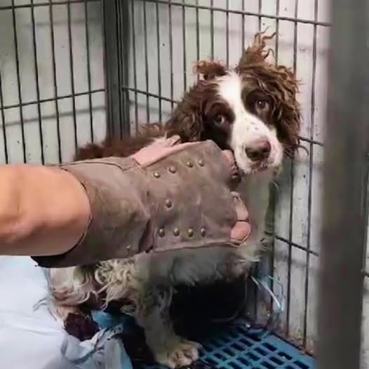 Springer Spaniel Ger Ger Finds Hope and Healing After Cruelty Ordeal