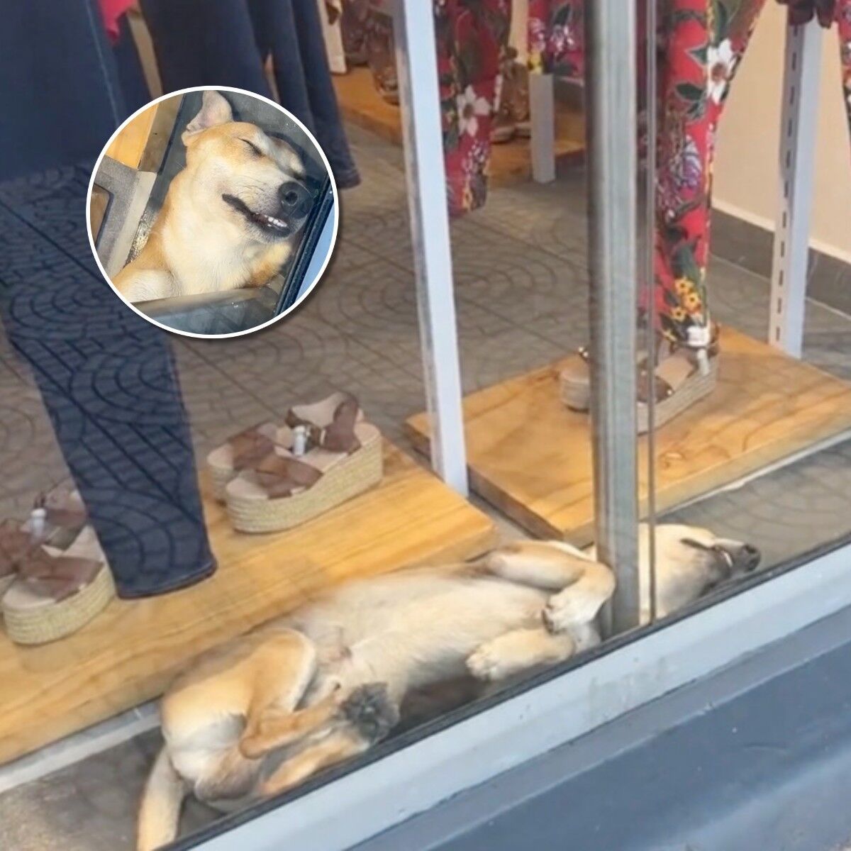 Woman Passing By Shop Window Spots An Adorable Display Of Kindness
