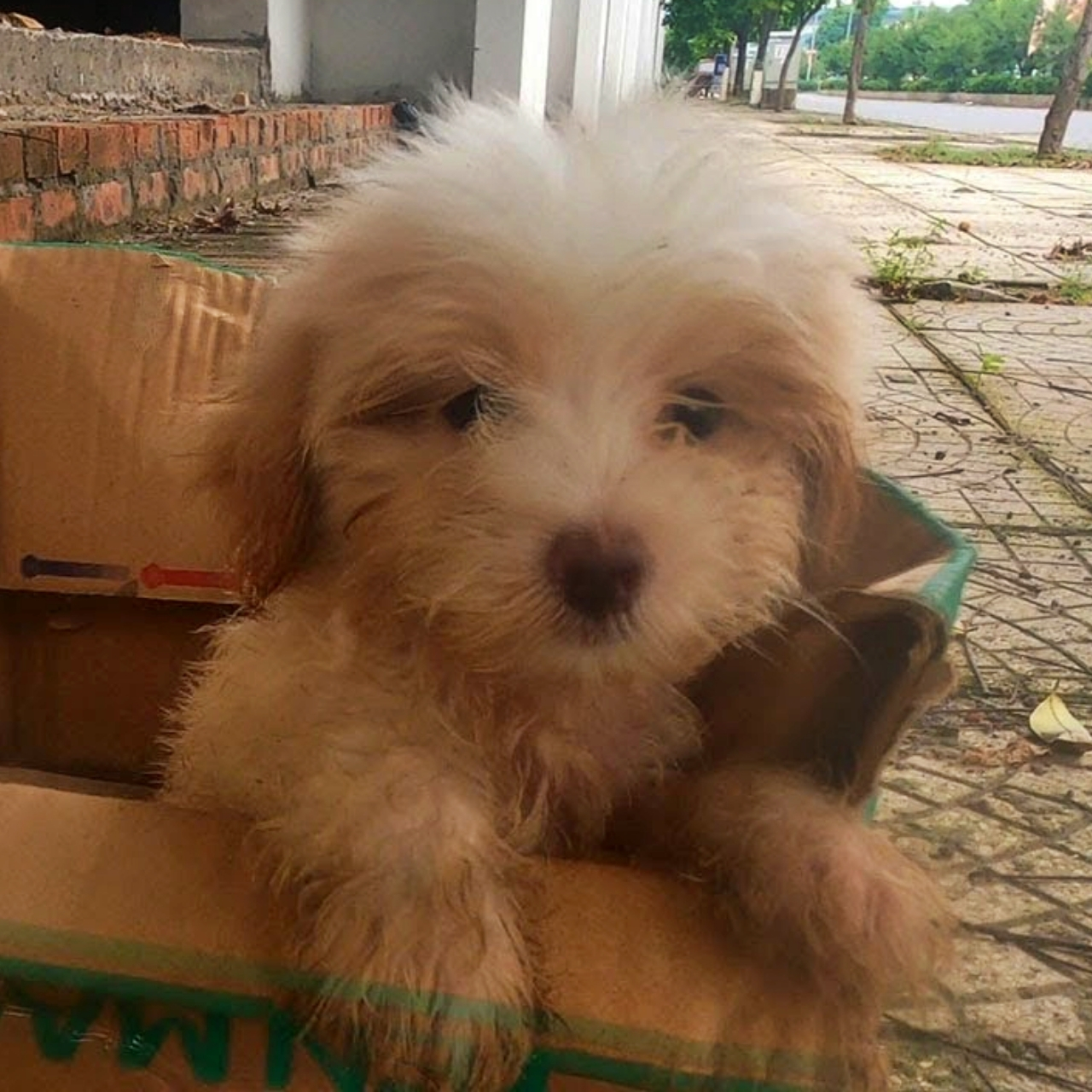 Left in a Cardboard Box, This Abandoned Dog’s Journey Will Restore Your Faith in Kindness