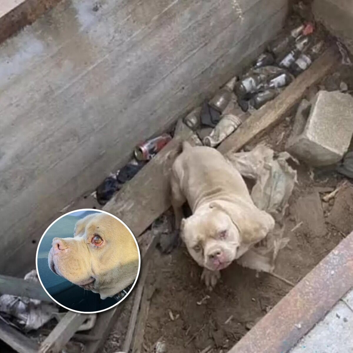 Sad-Eyed Dog Can’t Stop Smiling When He Realizes He’s Being Rescued