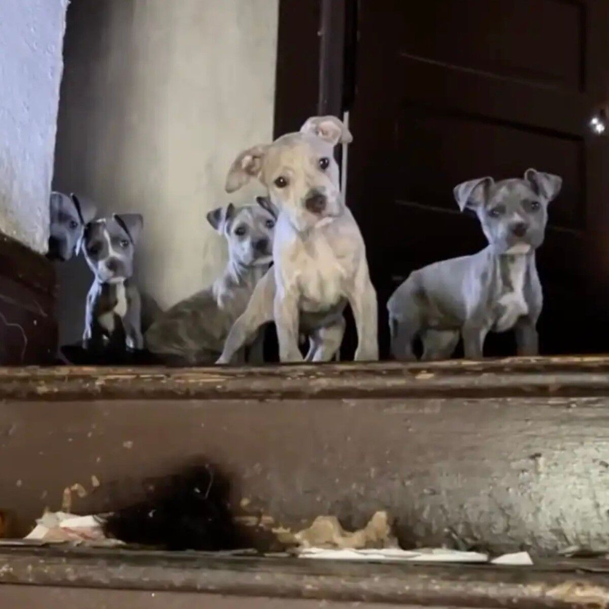 Rescuers Enter An Abandoned House And Find So Many Babies Watching Them