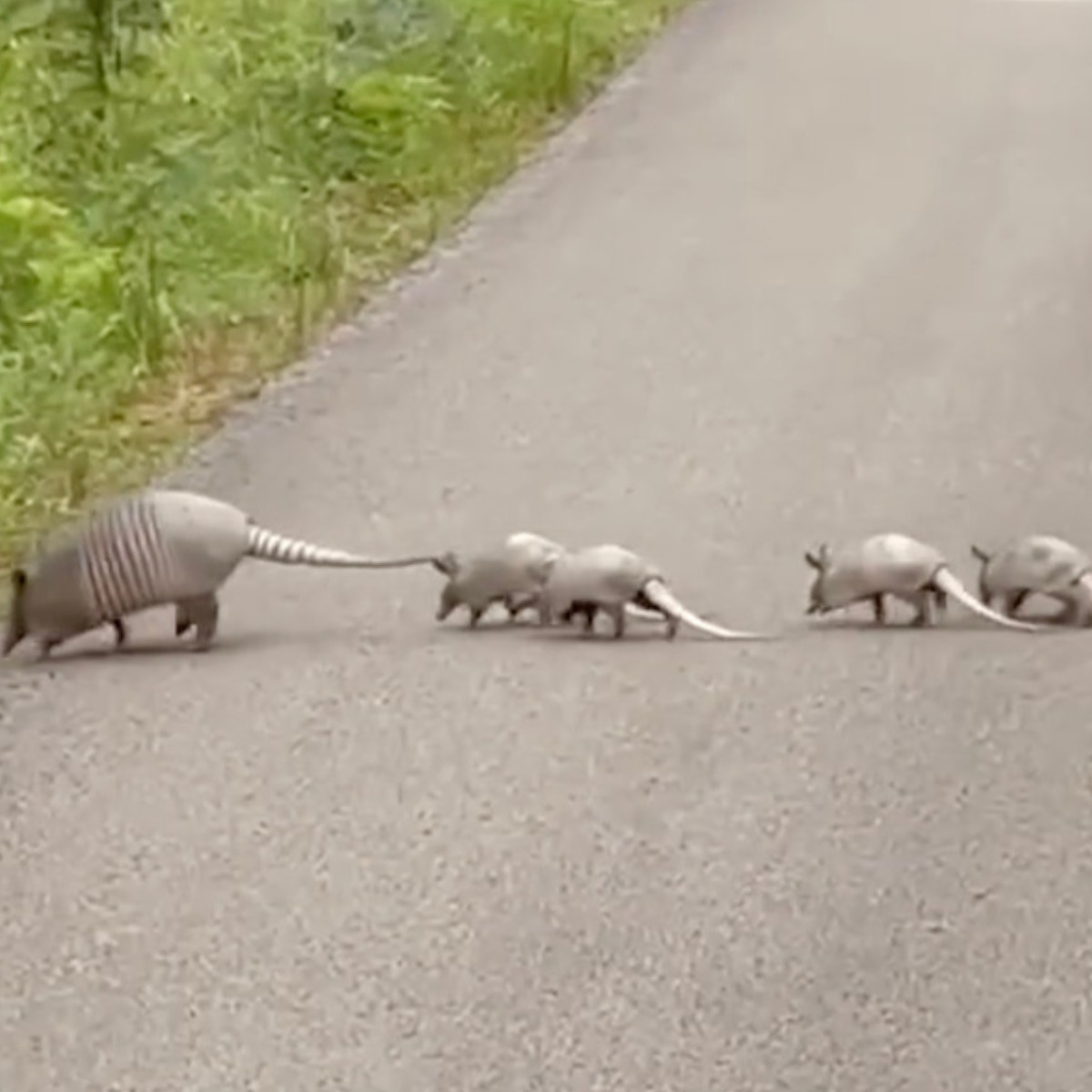 Rare Family Crossing Road Causes Driver To Stop In Her Tracks