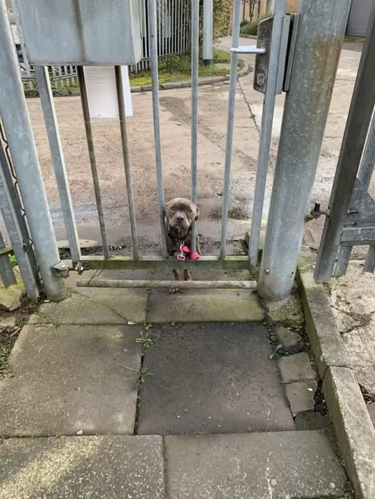 Sweet Dog Tied To Shelter Gate Was Waiting For Someone To Notice Her