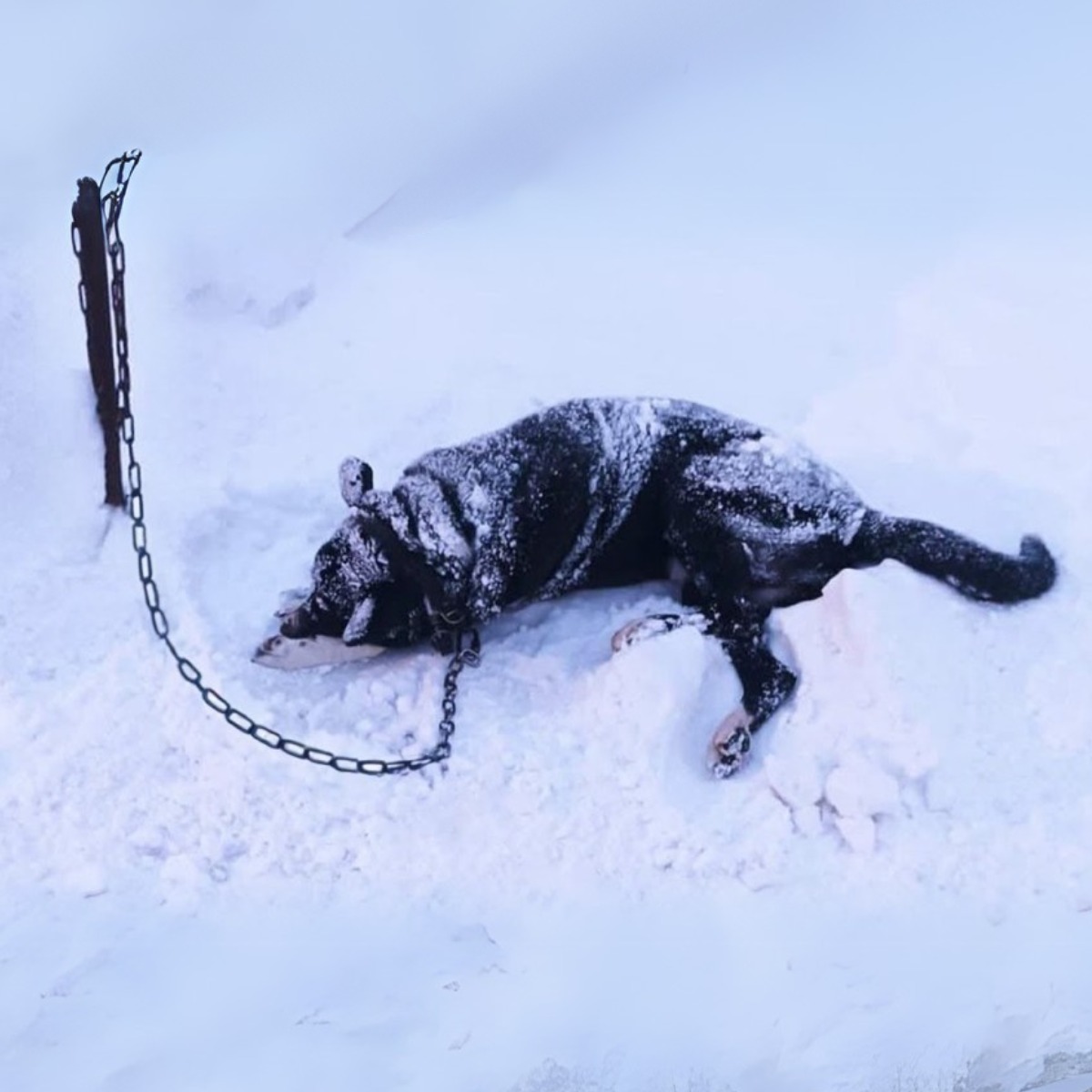 Heartbreaking Betrayal: Owner Ignores Dog’s Plea and Leaves Him to Suffer with 4 Gunshots!