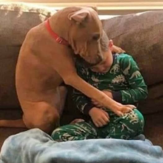 Heartwarming Photo Captures the Joy of Pit Bull’s First Night in His Forever Home