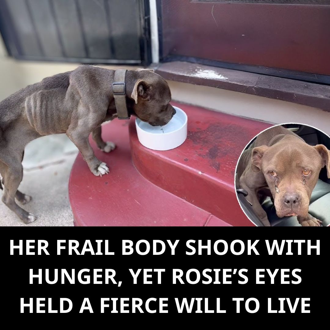 Her Frail Body Shook with Hunger, Yet Rosie’s Eyes Held a Fierce Will to Live