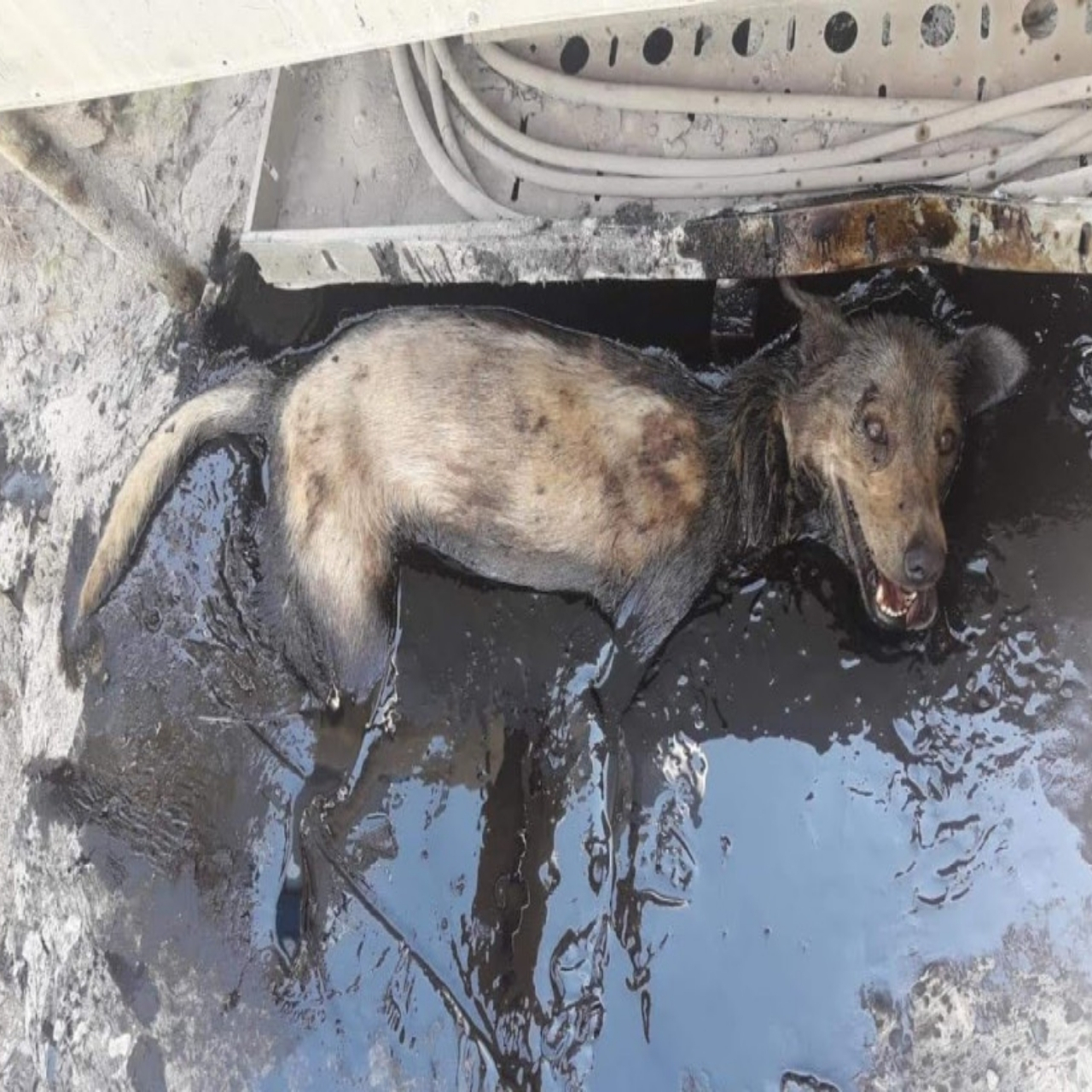 Lucky’s Remarkable Rescue: From Hot Oil Ordeal to Healing Hope