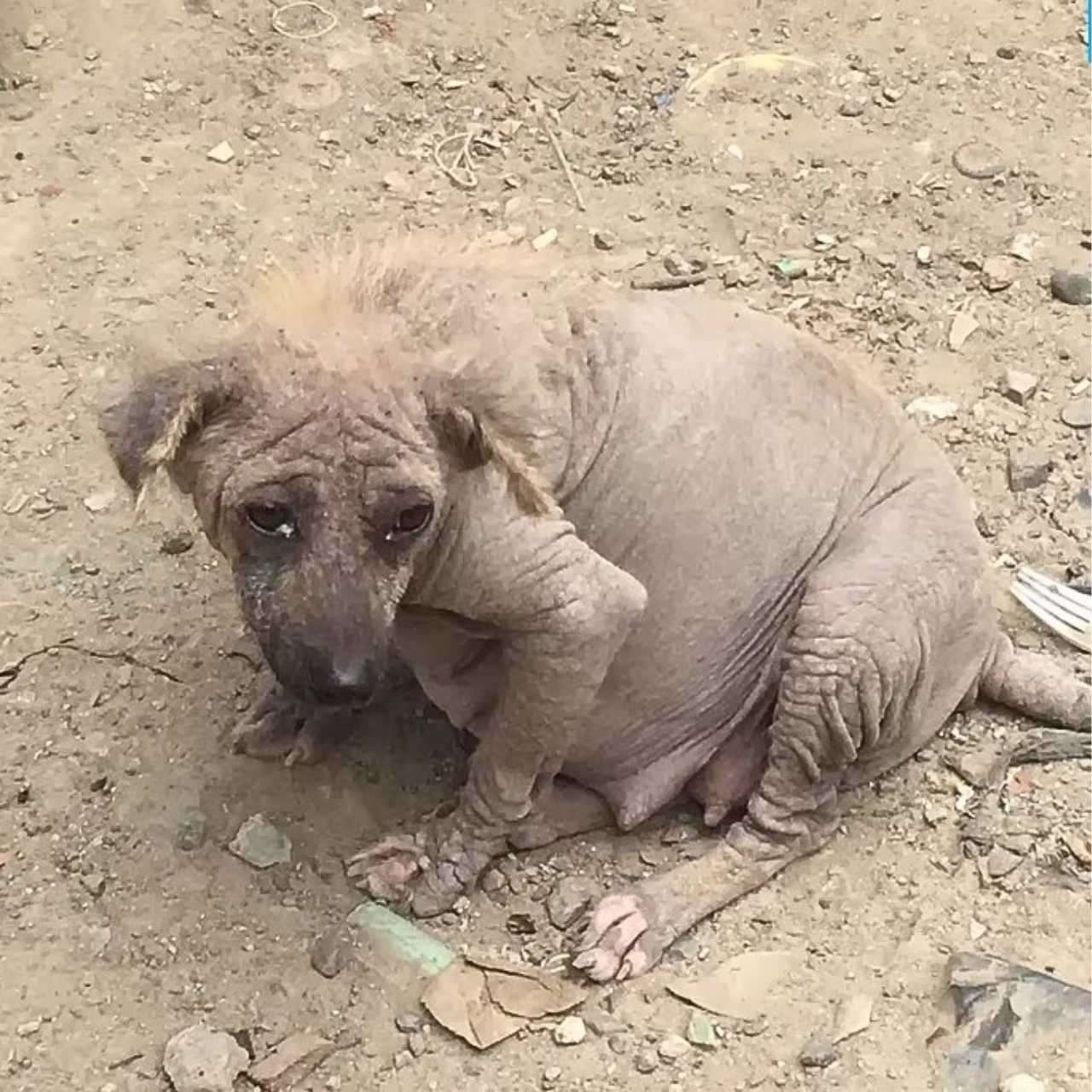 Pregnant Dog Rescued from Garbage Dump Finds Hope and a New Life