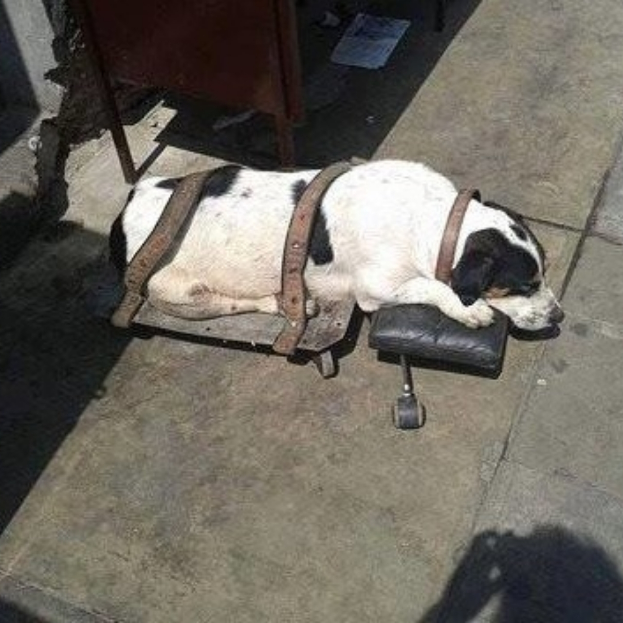 Tied, Injured, and Forgotten: This Dog Was Left at a Train Station Until One Woman Stepped In