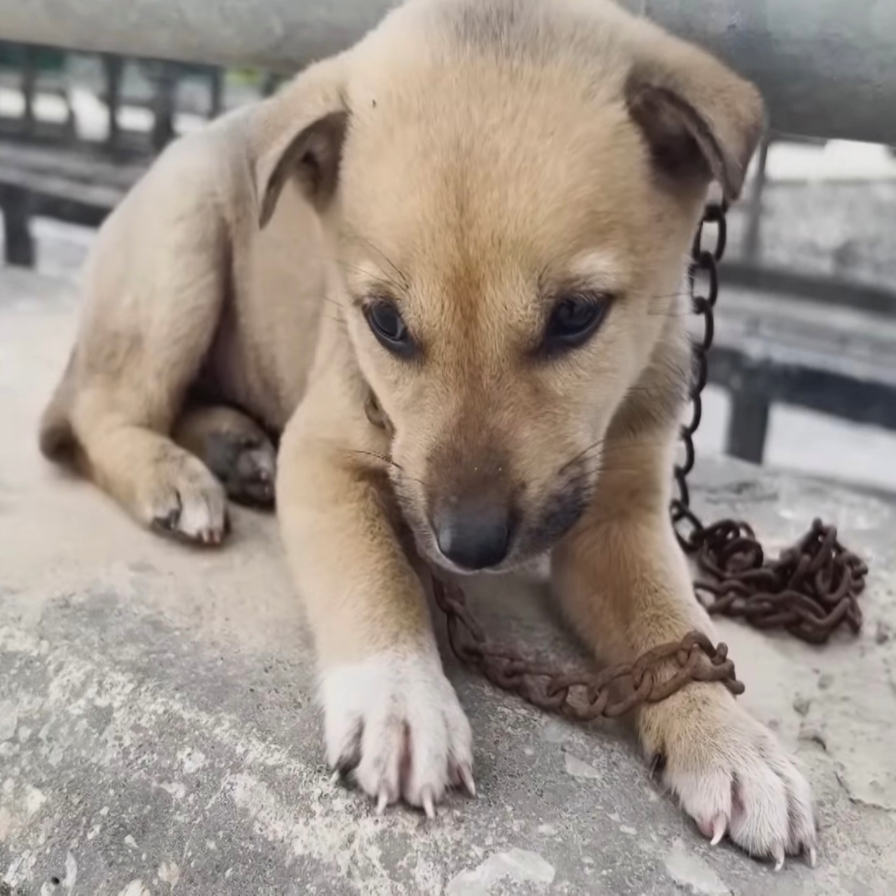 Abandoned Puppy Lancy Finds New Hope and Loving Home After Heartwarming Rescue