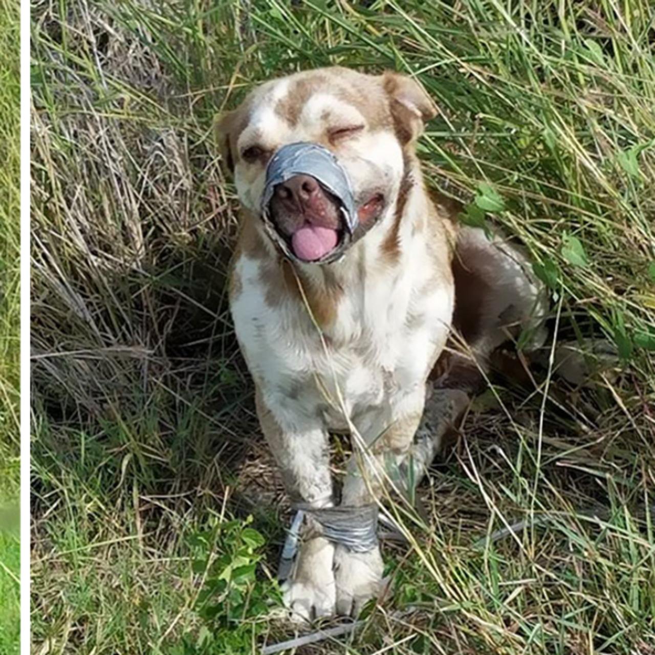 Texas Plumbers Save Taped Dog, Who Can’t Stop Wagging His Tail in Gratitude