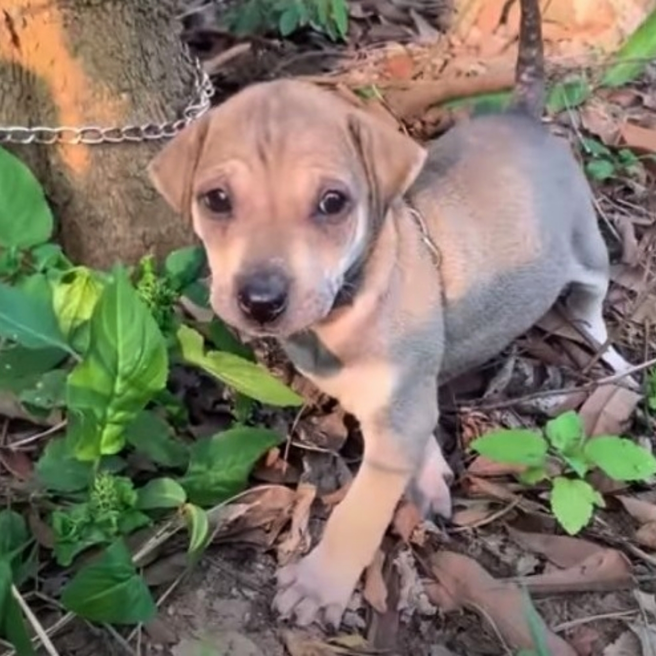 Farmer’s Dawn Rescue Sparks Hope for Abandoned Animals in Remote Village