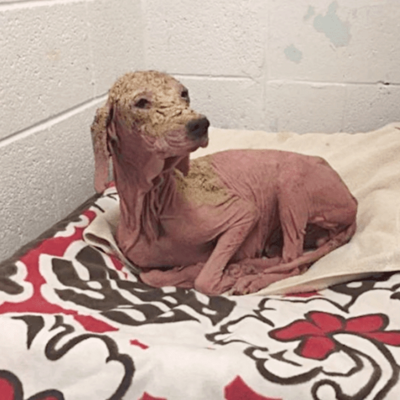 Once Bald and Broken, Kelly the Rescue Dog Blossoms Into a Happy, Loving Princess