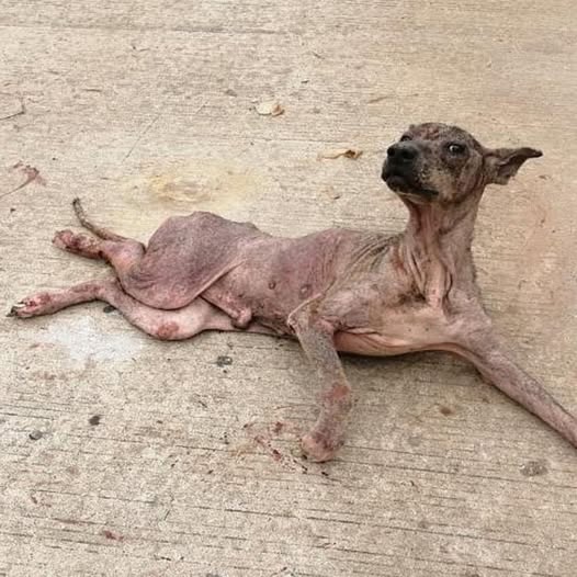 Years of Abuse Etched Into His Body, Brandon’s Transformation is a Triumph of Love