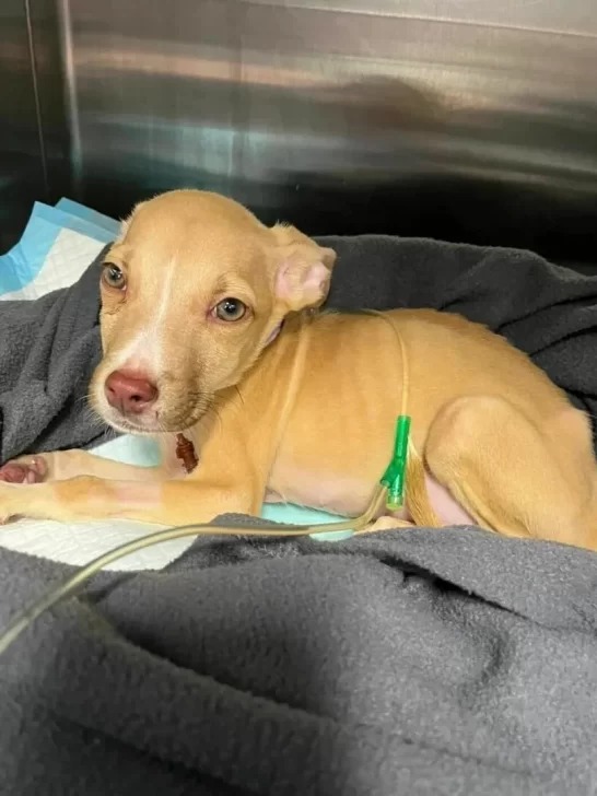 Vets Who Refused To Give Up On Sick Pup Call Him A ‘Miracle’ After He Gets Better