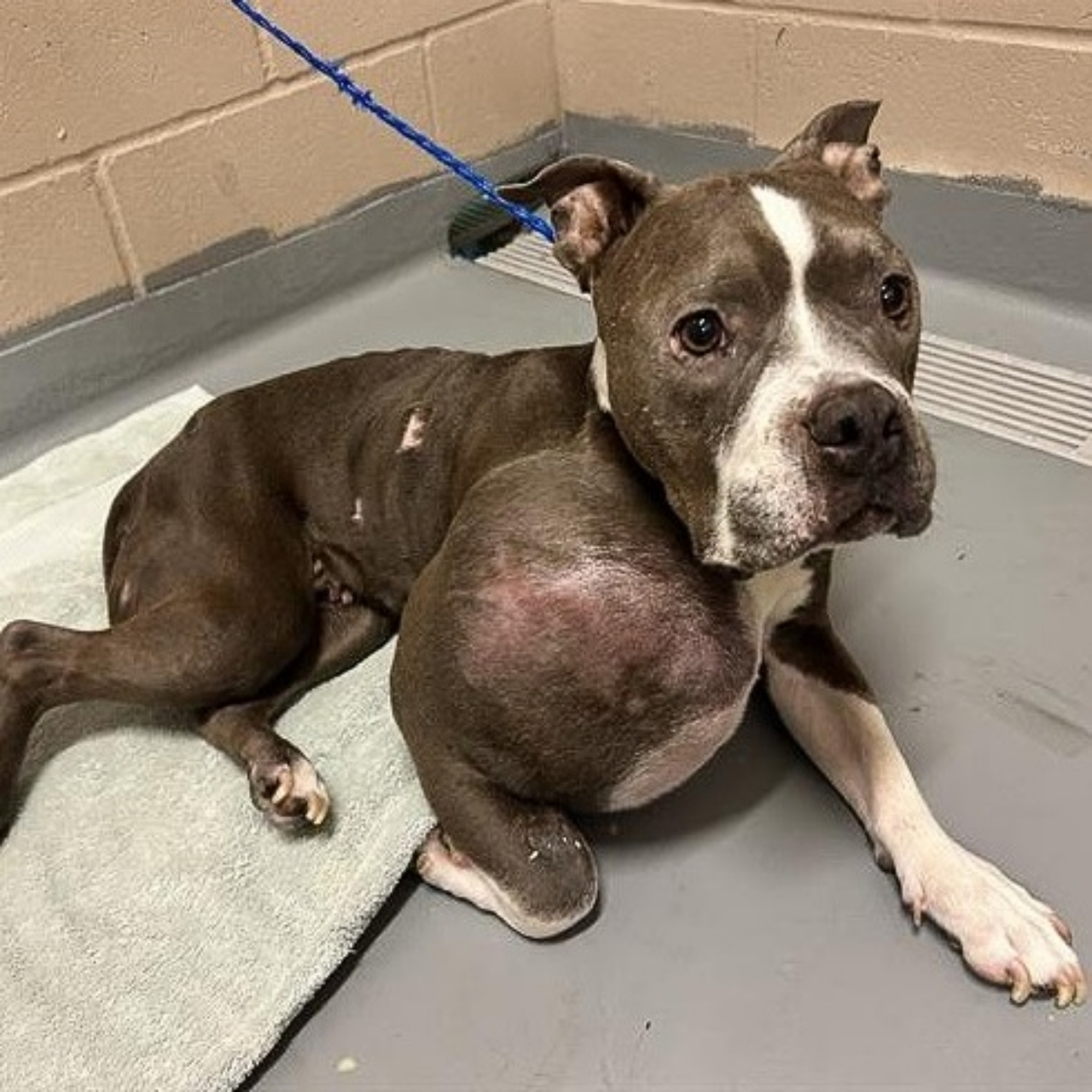 Stray Pit Bull With Volleyball-Sized Tumor Finds Love and a Second Chance