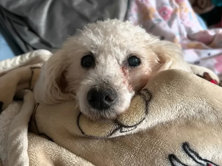 Deaf Poodle Rescued Saved from Euthanasia List Finds Happiness With Her New Mom