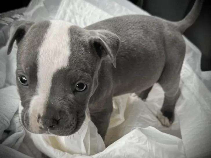 Poor Puppy Found Abandoned In A Diaper Box Outside Of A Store