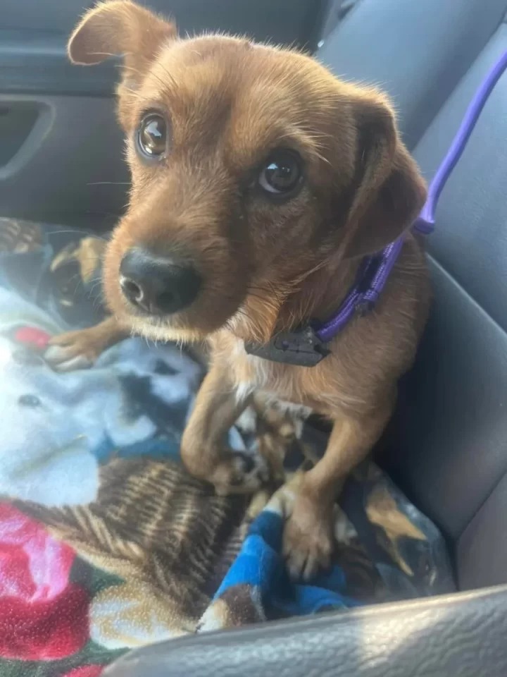 Lonely Puppy With A Broken Paw Cried In Pain Until Kind Rescuers Came To Save Him