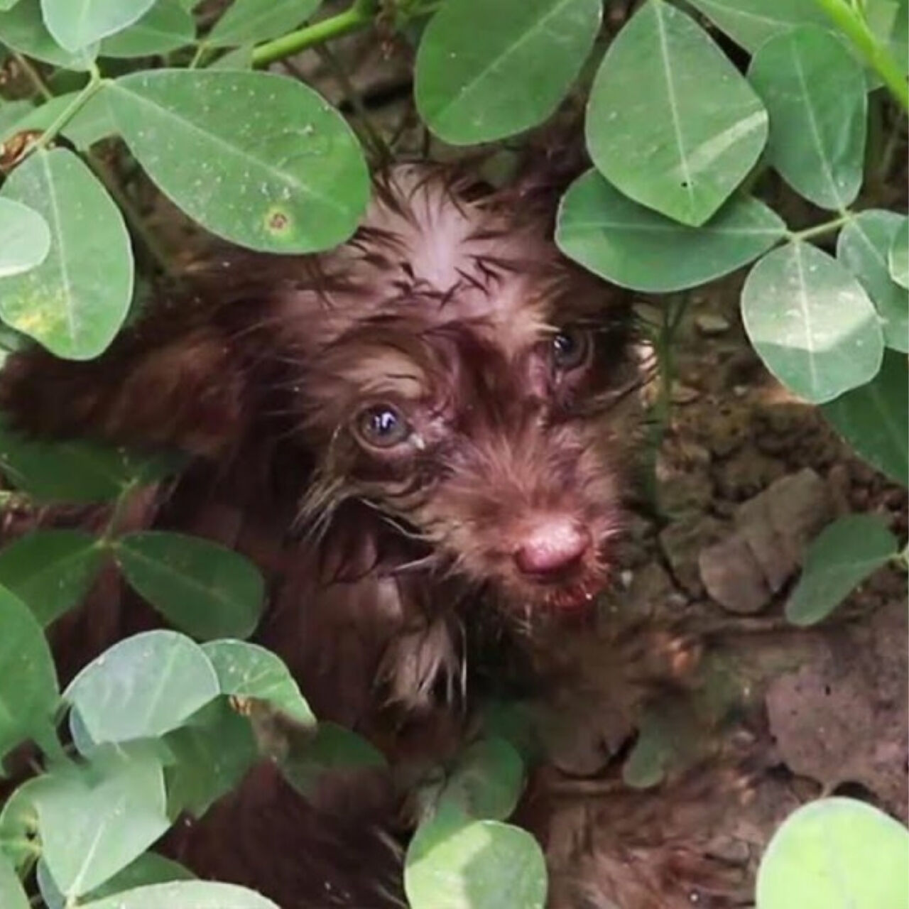 Abandoned Puppy Triumphs Over Trauma, Finds Hope and Healing in a New Chapter