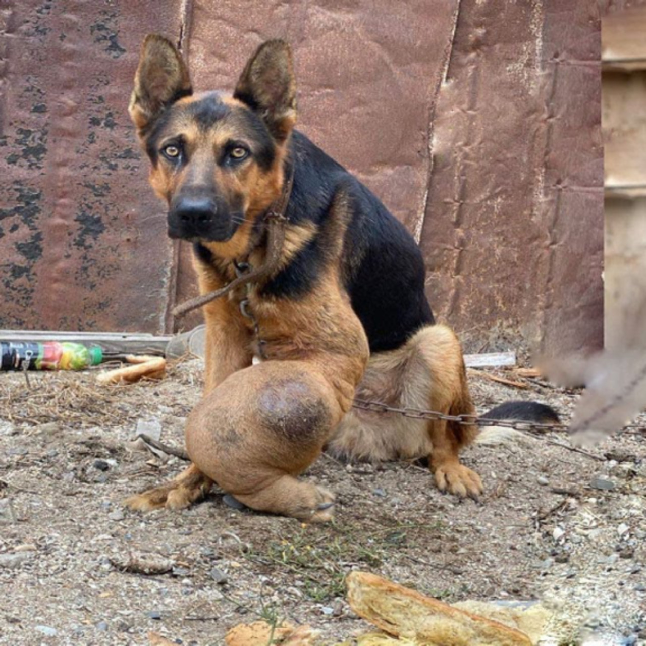 Chained Dog Jordan’s Heartbreaking Story Ignites Call for Animal Welfare Awareness