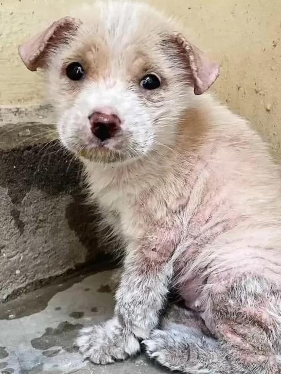Tiny Puppy Left at Market in Poor Condition, Crying For A Loving Home