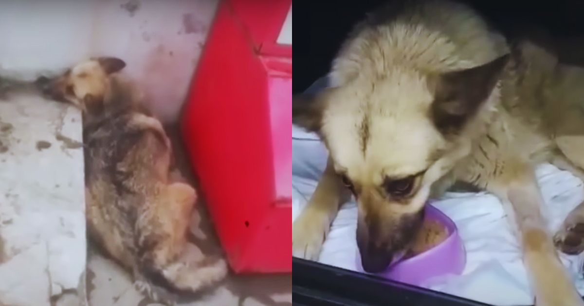 She Lay in the Gas Station Corner, Waiting for Footsteps That Never Came