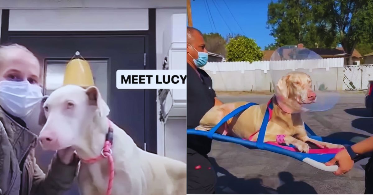 She Lay in the Grass, Waiting for Someone Who Never Came Back